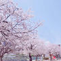 満開の思い出の桜 #お花見の風景