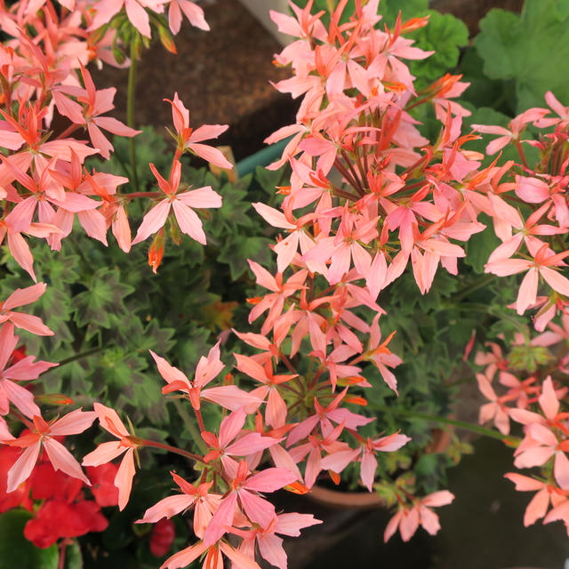 お花が満開....ゼラニウム〜常緑紫陽花〜