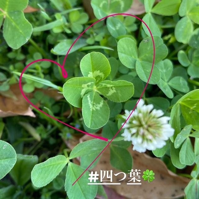 四つ葉のクローバーと五つ葉のクローバーと六つ葉のクローバー昨日ストーリーにあげたらめち...