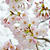 2017 桜