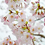 2017 桜