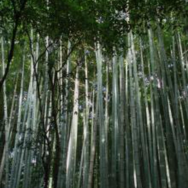 ☆京都便り：嵐山その２☆
