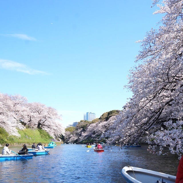 お花見 東京編