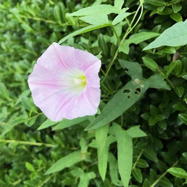 一輪の花 〜特別な日〜