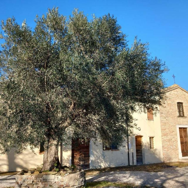 植物の力！イタリアのオリーブの病害から自然治癒