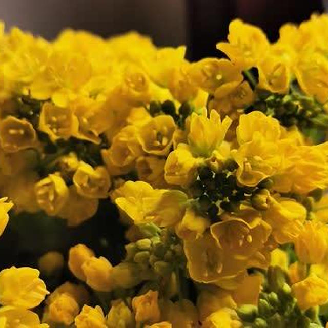 大失敗で花畑^^;;　－おうちごはん「小松菜と切り落とし牛肉の炒め物」－