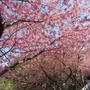 健康法師の　早く行ってね、四浦半島の河津桜