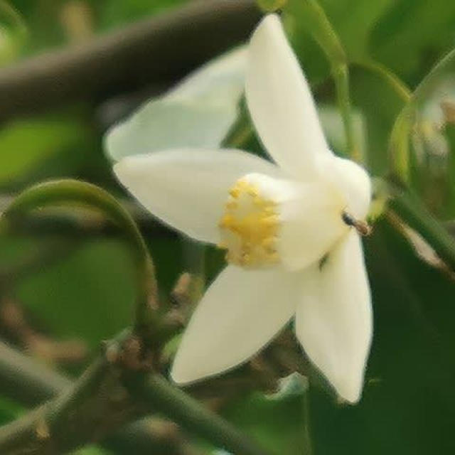 花柚子の実の赤ちゃん / 夢見が悪い