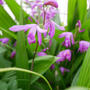 紫蘭の花2024#最近撮った写真は