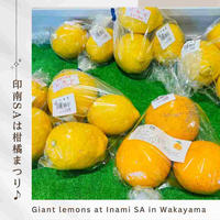 さすが和歌山、柑橘類が豊富でした！
