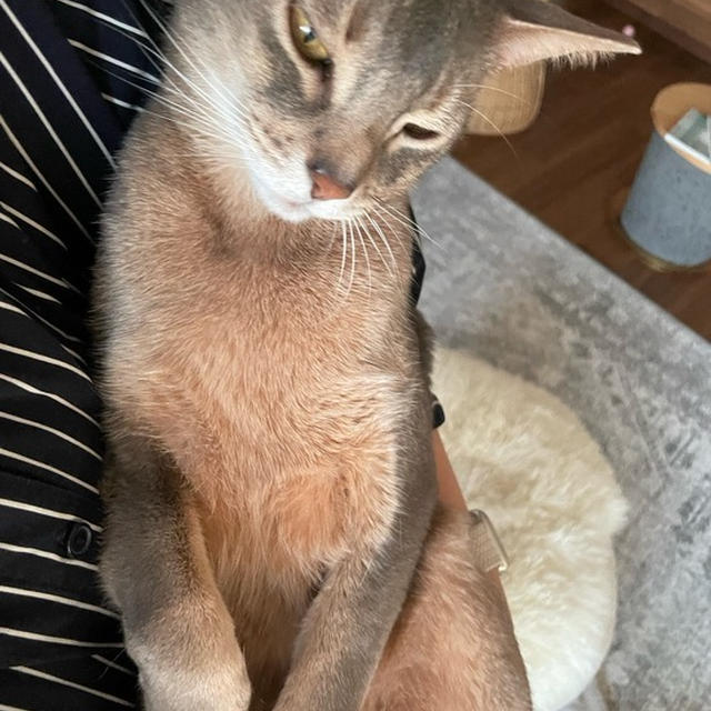 赤ちゃん抱っこされるぼくちん&子猫のぼくちん