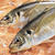 鯵魚