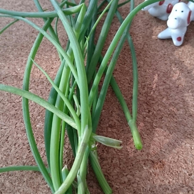 家庭菜園 小ネギ