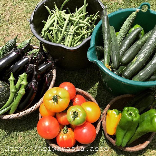 【Instagram】ゴールデンウィークに植え付けた夏野菜の大収穫！ #夏野菜 #大収穫 #収穫祭 #世話は全部父がしたんだけど