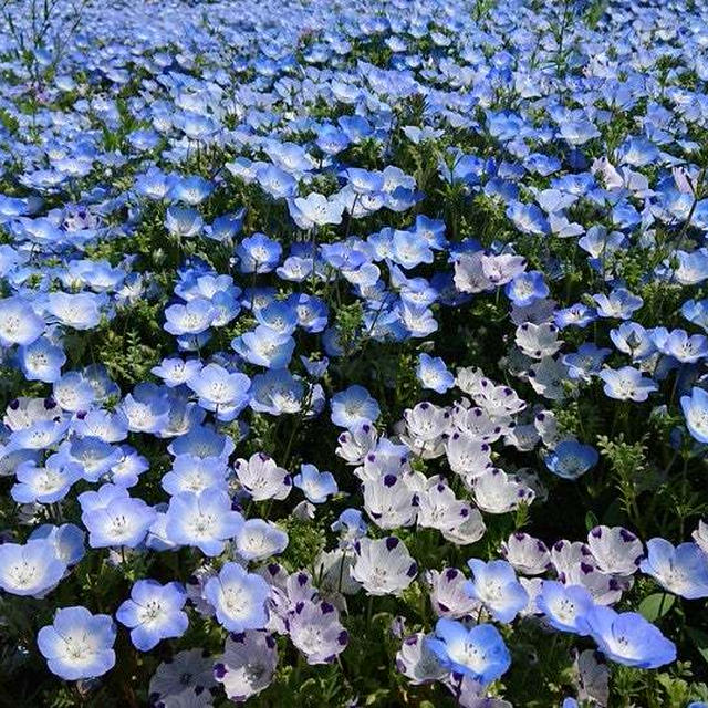 Xのアカウントに「仮ラベル」なるものがつけられた～（泣）