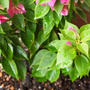 花を植えて、草を植え替えて、豆をうでる