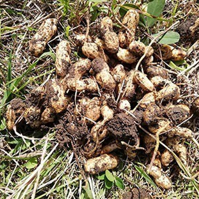 千葉の味♪ 　自家製落花生と「小糸在来」の枝豆