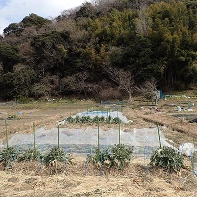 葉山農園（2月上旬）☆ハクサイの葉が黄色い病気？