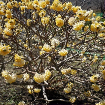 ■ウォーキングと弁当【県立愛川公園3/17（１）今花達を眺めながら「風の丘迄」／持ち寄り昼食編】