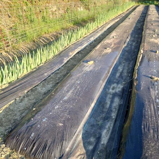 白ネギの除草