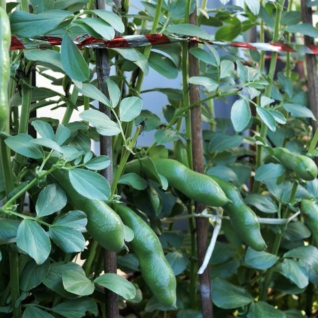 ■園芸【プランター栽培の空豆と育苗中のミニトマト他】