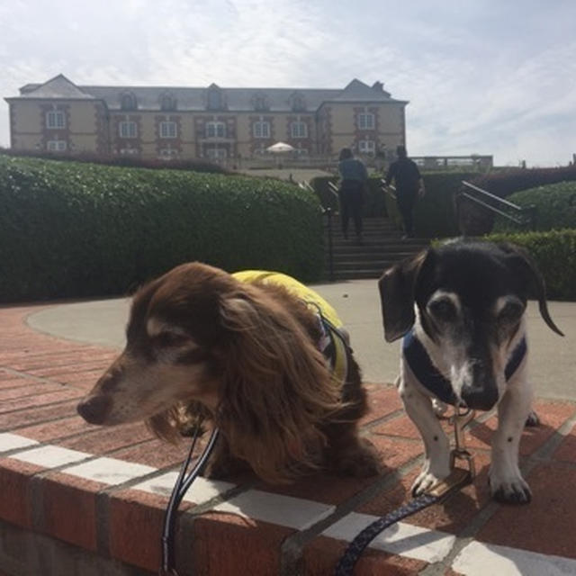 Domaine Carneros でテイスティング
