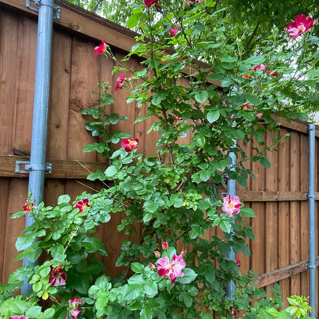 リアル世界に1つの花〜♪