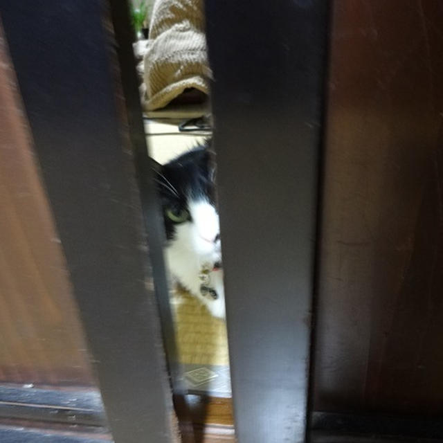 【ごんぼレポ】帰ってきたで、ごんぼさん