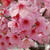 桜?こんにちは。