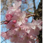 三嶋大社の桜といちご狩り♪