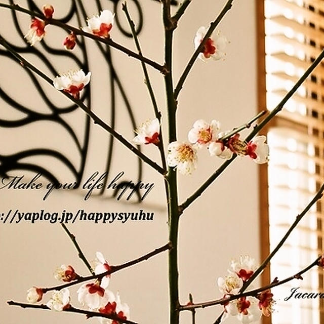 春の訪れ☆満開の梅の花の香りを楽しむ&ポチ報告