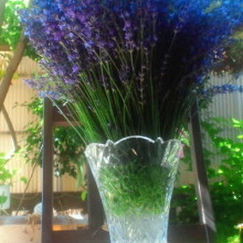 北海道から届いたラベンダーの生花