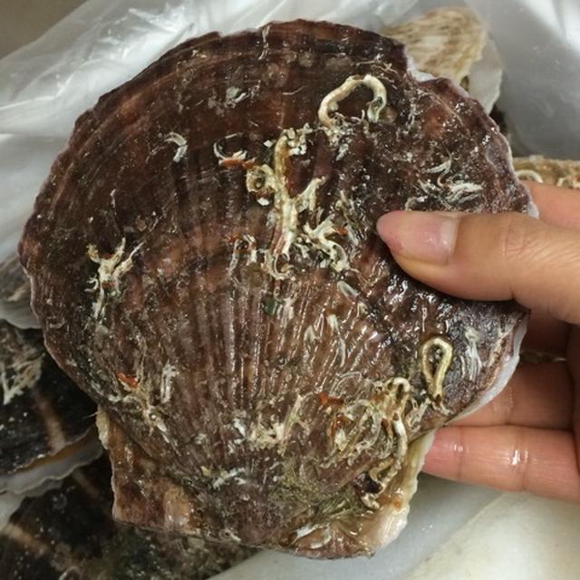 特大活ホタテ♡とお届け物たち。