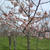 やっと桜が咲きました