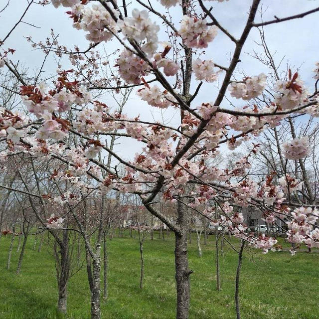 やっと桜が咲きました