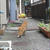 ２度びっくりのねこちゃん