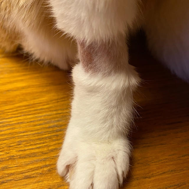 【にゃんこ】長靴を履いた猫