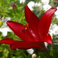 ユリが開花