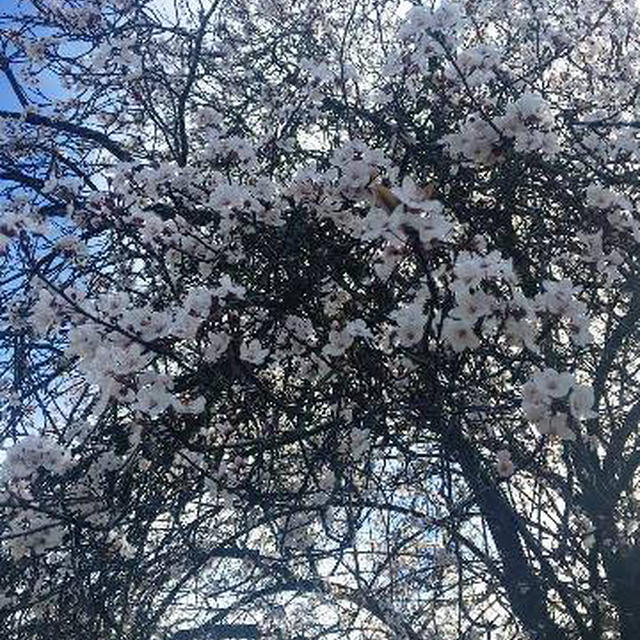 アーモンドの花