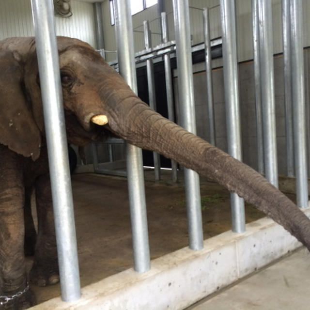 続：えっ！？っていう動物園（しろとり動物園の話）