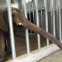 続：えっ！？っていう動物園（しろとり動物園の話）