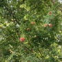 秋に　いろいろ　期待。#ザクロの木　#ザクロの様子　#自然栽培