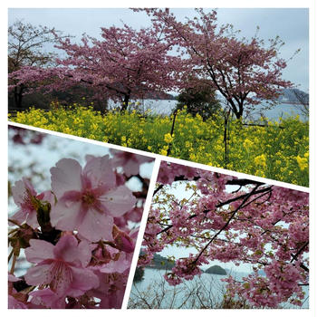 河津桜を見てきました　　　菜園の様子