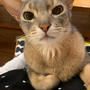 くっつきマンと、くっつき飼い主