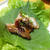 豚肉焼いて葉っぱでくるり