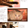 ■ねこいっぱい(・∀・)■