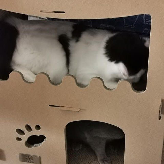 キャットマンション