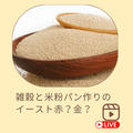 米粉パン作り　赤サフ　金サフ　どっち？