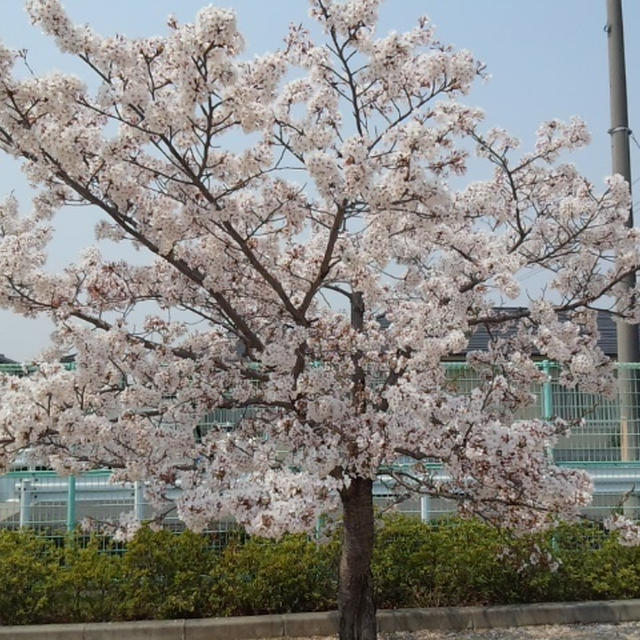 お花見