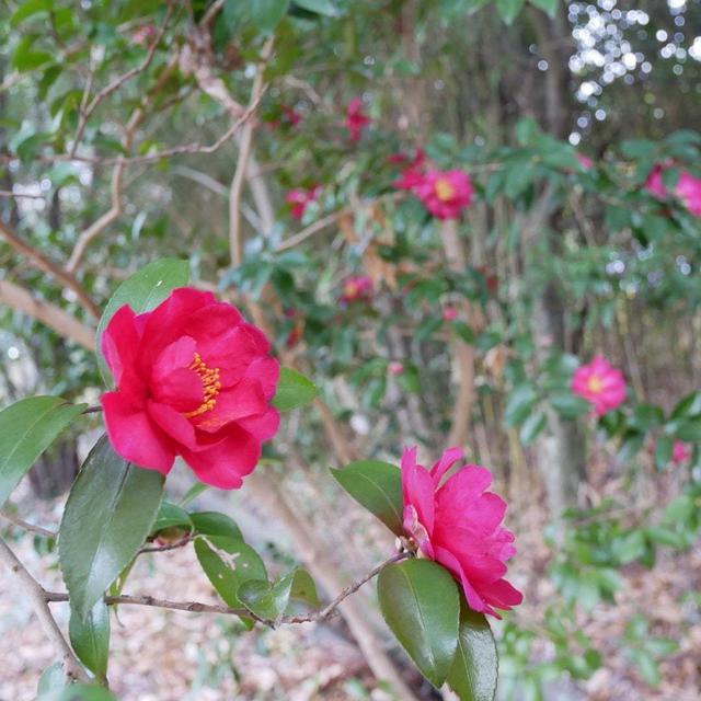 叶匠壽庵寿長生の郷#最近撮った写真は